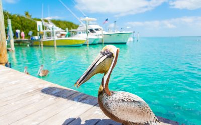 Pelikaan Florida Keys Verenigde Staten