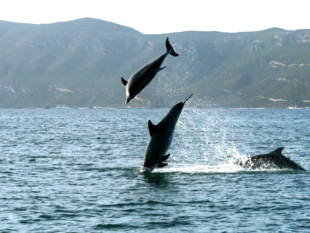 dolfijnen-spotten-portugal