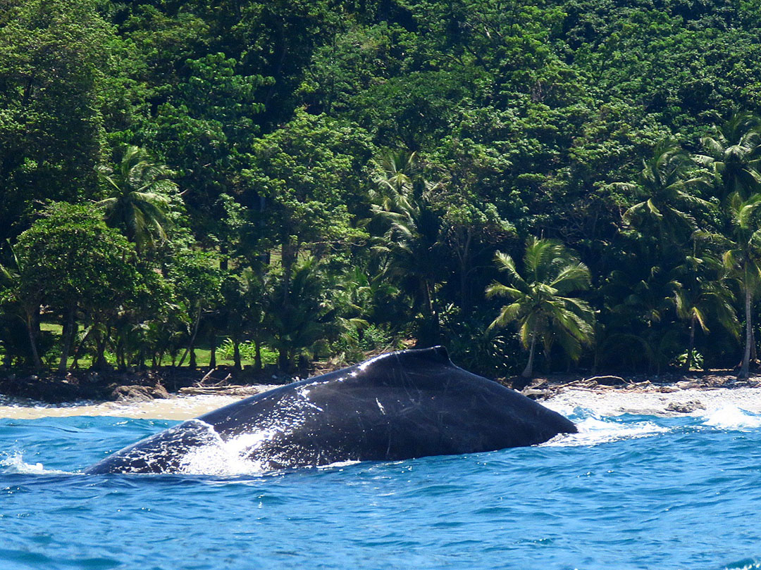 Whale watchen Osa Peninsula Costa Rica