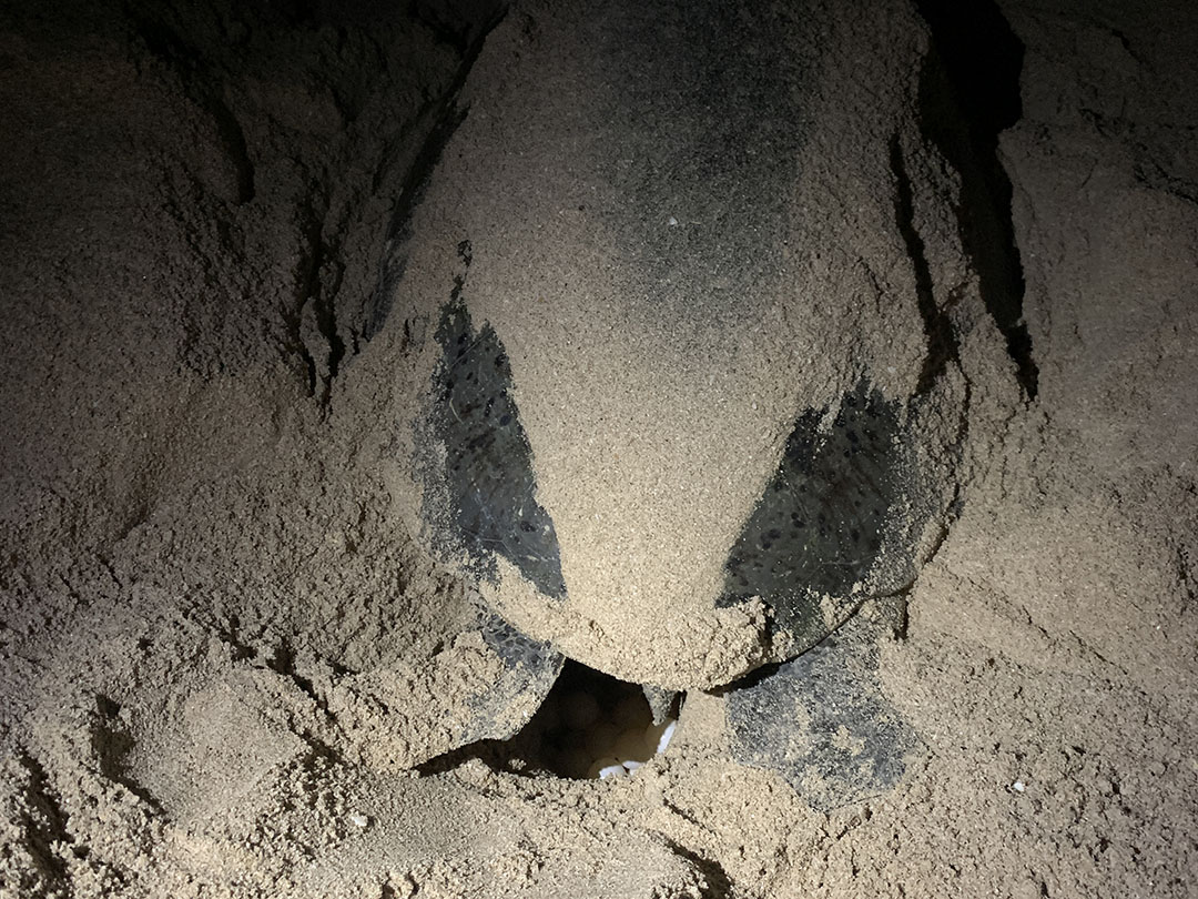 Turtle spotten Oman Ras al Jinz